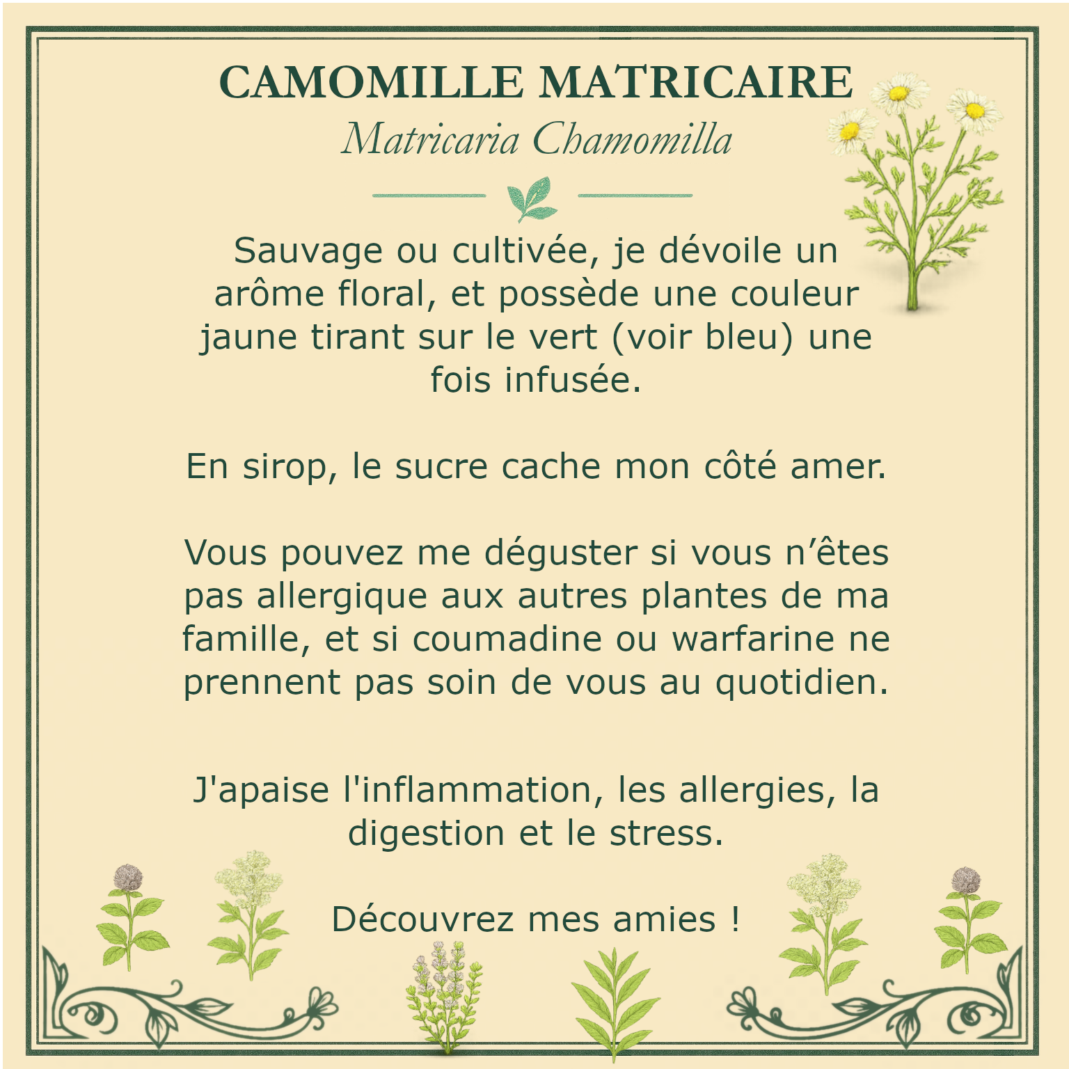 Carte botanique de camomille