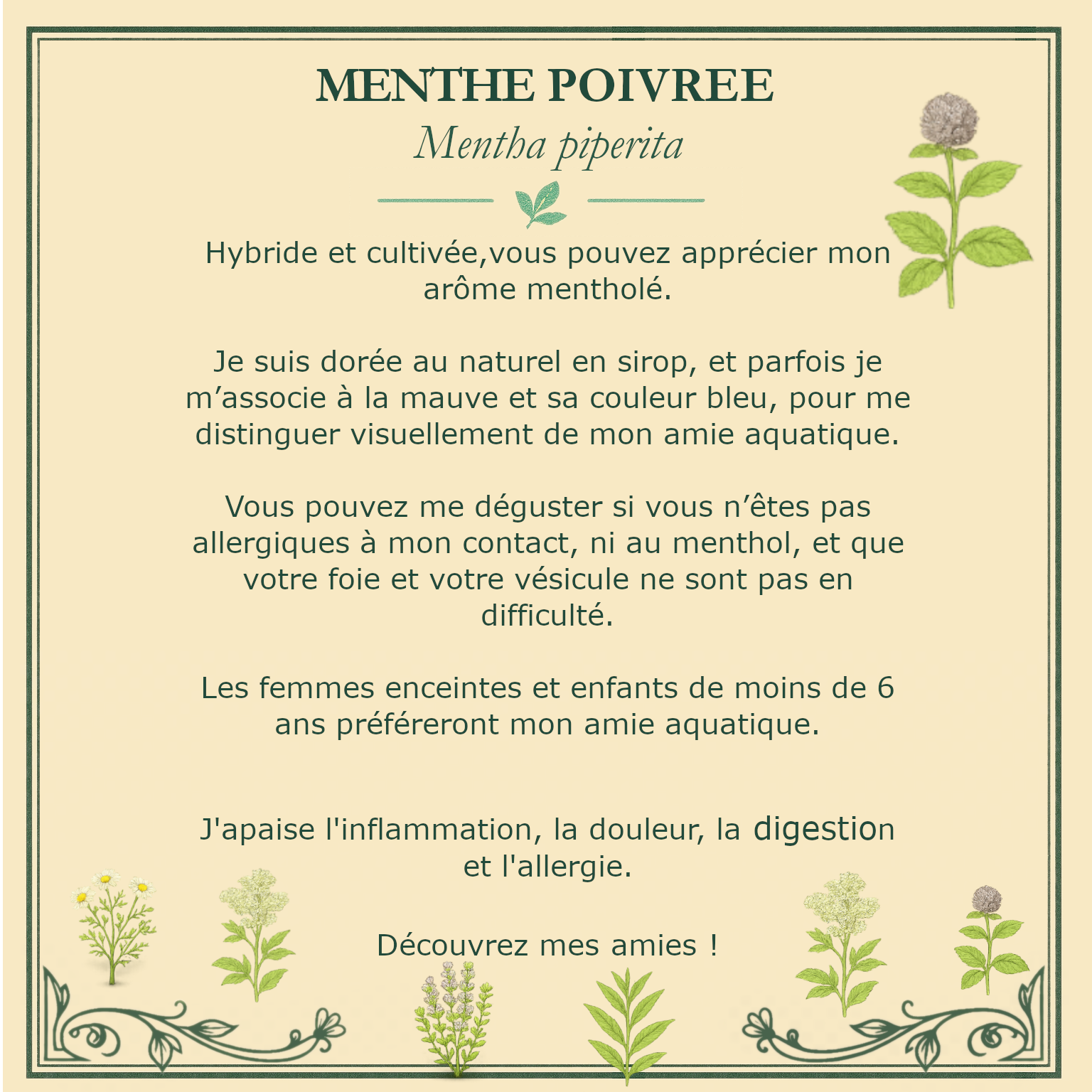 Carte botanique de menthe